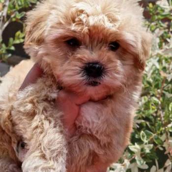 Preslatke bebice MALTIPOO