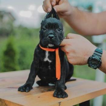 Cane Corso prelepi stenci na prodaju