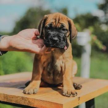 Cane Corso prelepi stenci na prodaju