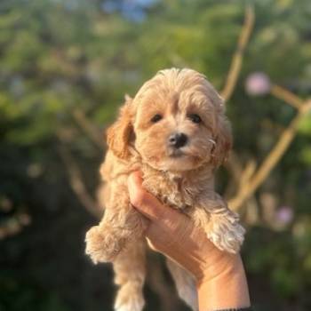 Maltipoo vrhunske genetike