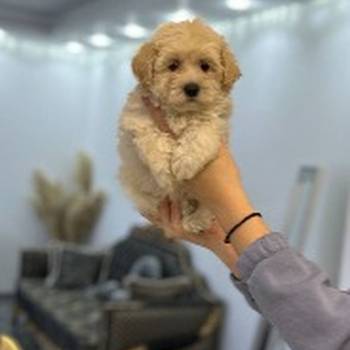 Maltipoo vrhunske genetike