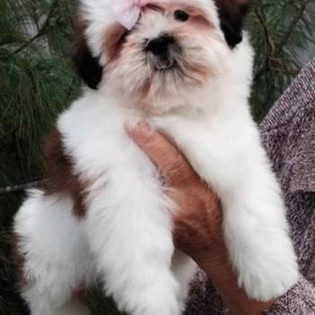 SHIH TZU žensko štene