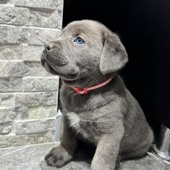 Cane Corso