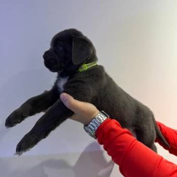 Cane Corso