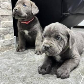 Cane Corso