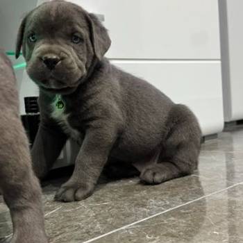 Cane Corso