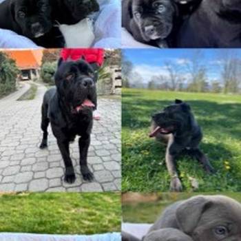 Cane Corso stenci