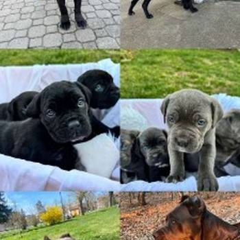 Cane Corso stenci