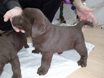 Cokoladni stenci Labrador retriver