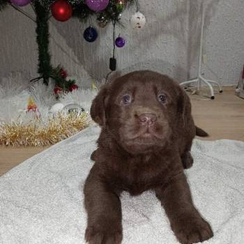 Cokoladni stenci Labrador retriver