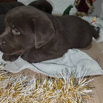 Cokoladni stenci Labrador retriver