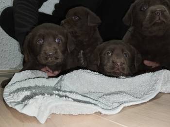 Cokoladni stenci Labrador retriver