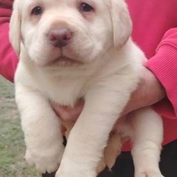 Štenci labrador retrivera