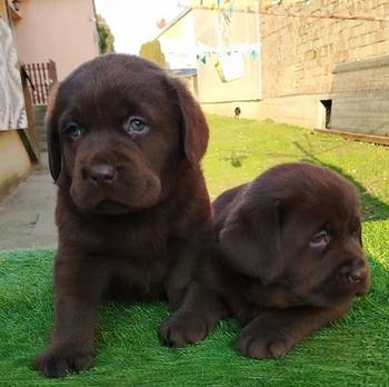 Štenci labrador retrivera