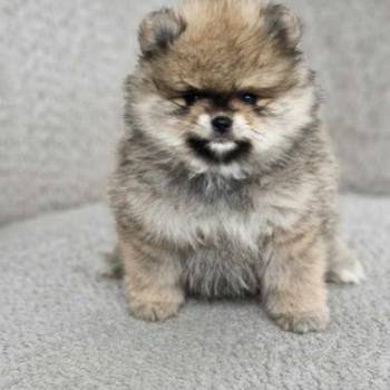 BOO teddy bear POMERANCI