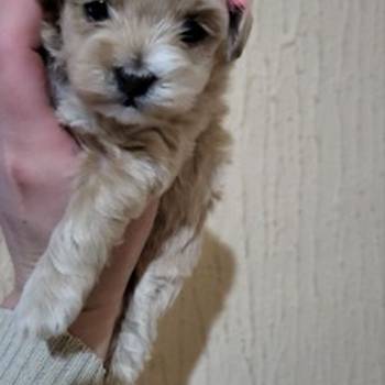 Mini Maltipoo štenci