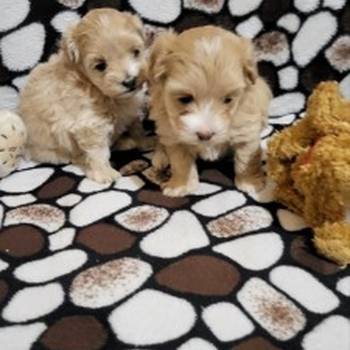 Mini Maltipoo štenci