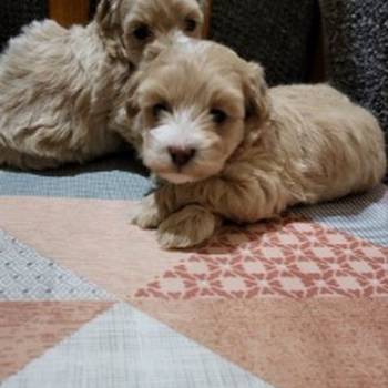 Mini Maltipoo štenci