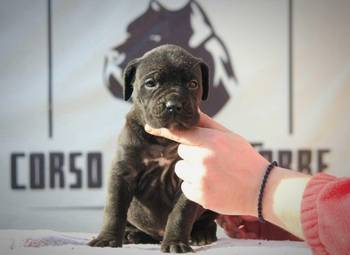 Cane Corso štenci