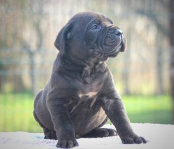 Cane Corso štenci