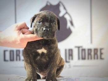 Cane Corso štenci