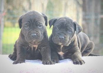 Cane Corso štenci