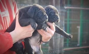 Cane Corso štenci