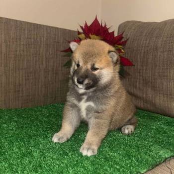 Shiba inu štenci