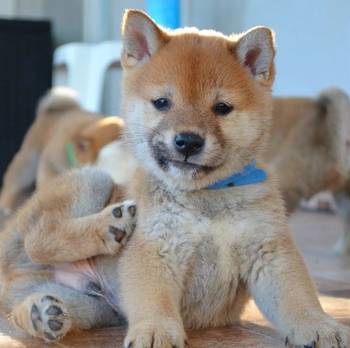 Shiba inu štenci