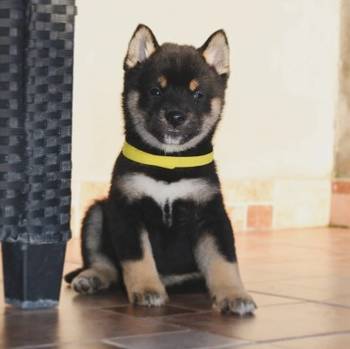 Shiba inu štenci