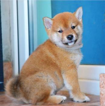 Shiba inu štenci