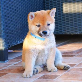 Shiba inu štenci