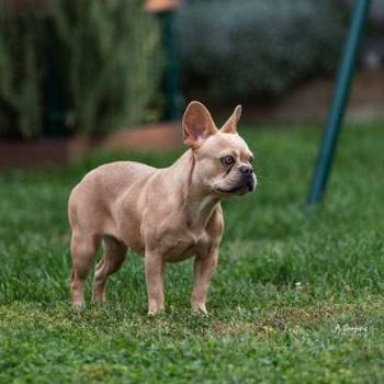 Francuski buldog, mlade ženke