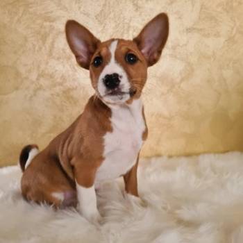 Basenji stenci