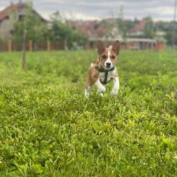 Basenji stenci