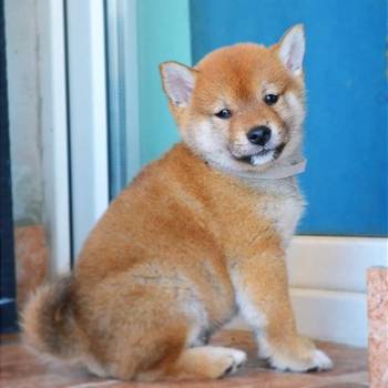 Shiba Inu štenci