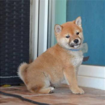 Shiba Inu štenci