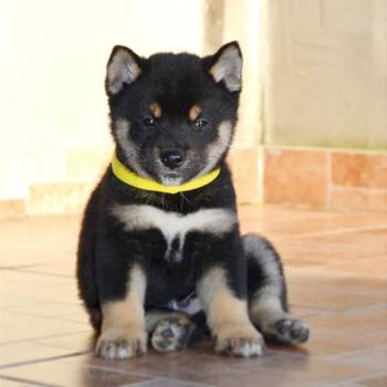 Shiba Inu štenci