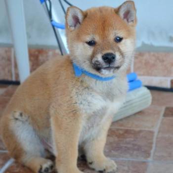 Shiba Inu štenci