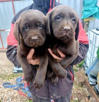 Čokoladni štenci Labrador retriver