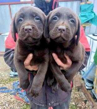 Čokoladni štenci Labrador retriver