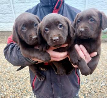 Čokoladni štenci Labrador retriver