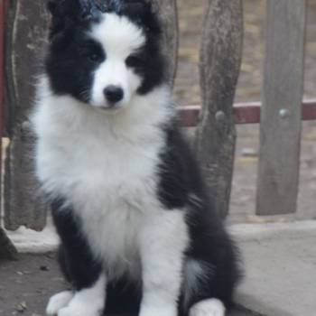 Border koli/collie štenci