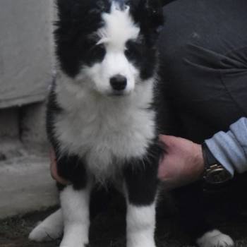 Border koli/collie štenci