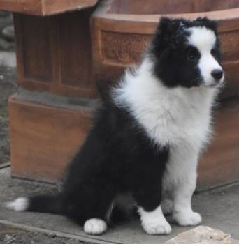 Border koli/collie štenci