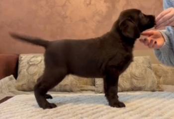 Čokoladni i crni štenci Labrador Retrievera