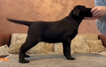 Čokoladni i crni štenci Labrador Retrievera