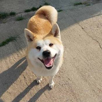 Akita Inu, ženka Aiko na poklon