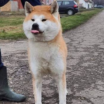 Akita Inu, ženka Aiko na poklon