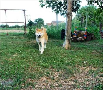 Akita Inu, ženka Aiko na poklon